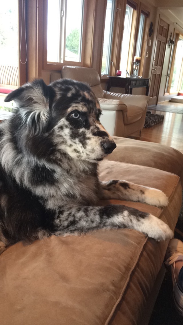 What About the Beloved Family Pet?