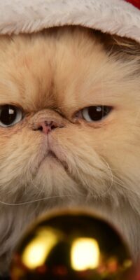 Co-Parenting With an Asshole: Holiday Edition