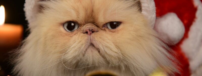 Co-Parenting With an Asshole: Holiday Edition