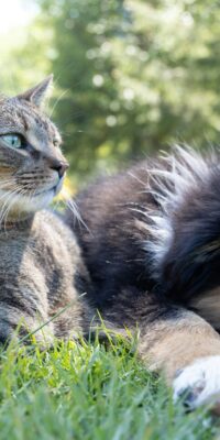 Is Pet Abuse by Your Ex Domestic Violence?
