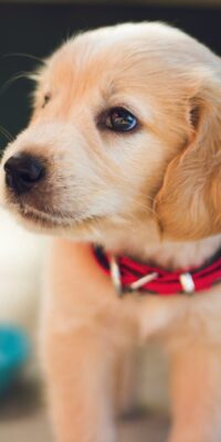 Unmarried Couples and Pet Ownership: Who Gets the Pet After a Breakup?