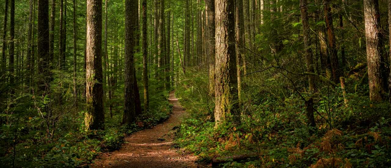 A narrow dirt path winding through a lush, mossy evergreen forest with towering tree trunks and undergrowth.
