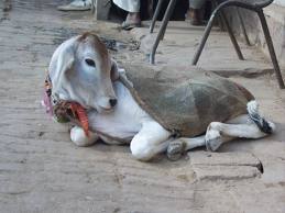 Sacred Cows of Marriage and Divorce