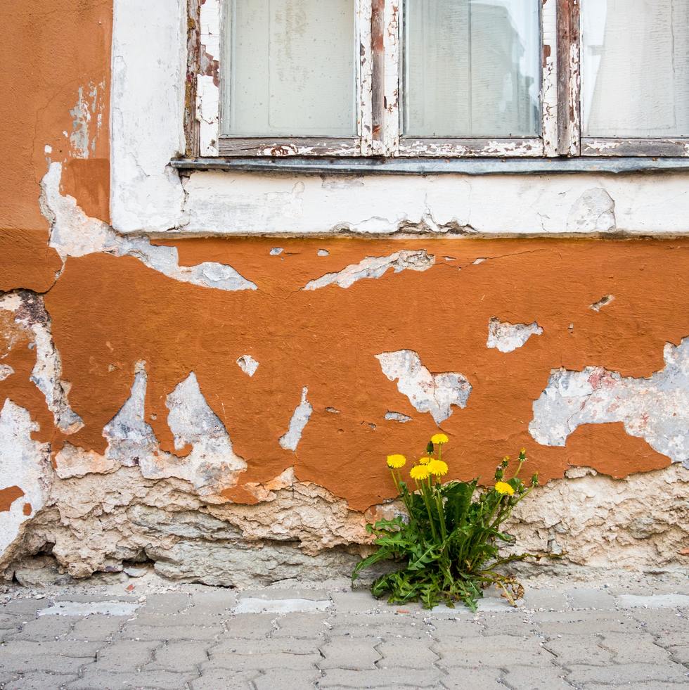 Getting Divorced? It’s Time To Let Your Wildflowers Grow