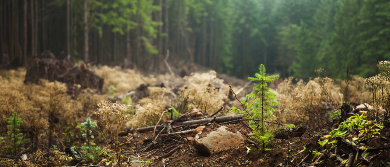 A young evergreen sapling and fresh undergrowth emerging among dried vegetation, fallen branches, and tree stumps in a recently cleared forest clearing, symbolizing renewal and new beginnings.