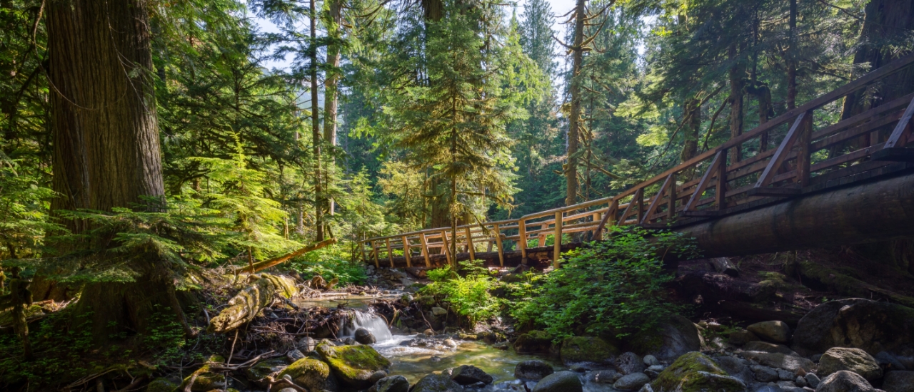 Wooden bridge crossing forest stream surrounded by tall trees and lush green vegetation