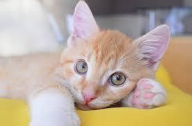 Consider a Prenup Agreement for your Pet