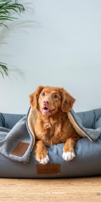 How to Include Pets in Your Estate Plan in Washington State