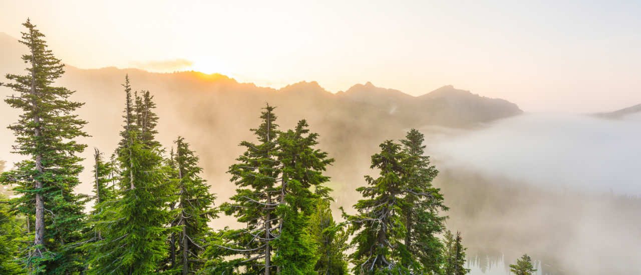 Golden sunrise breaking over a mist-shrouded mountain ridge, with tall evergreen trees in the foreground and fog drifting through the valley under a soft pastel sky.