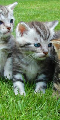 Pets & Prenups: Why the Two Go Paw in Paw
