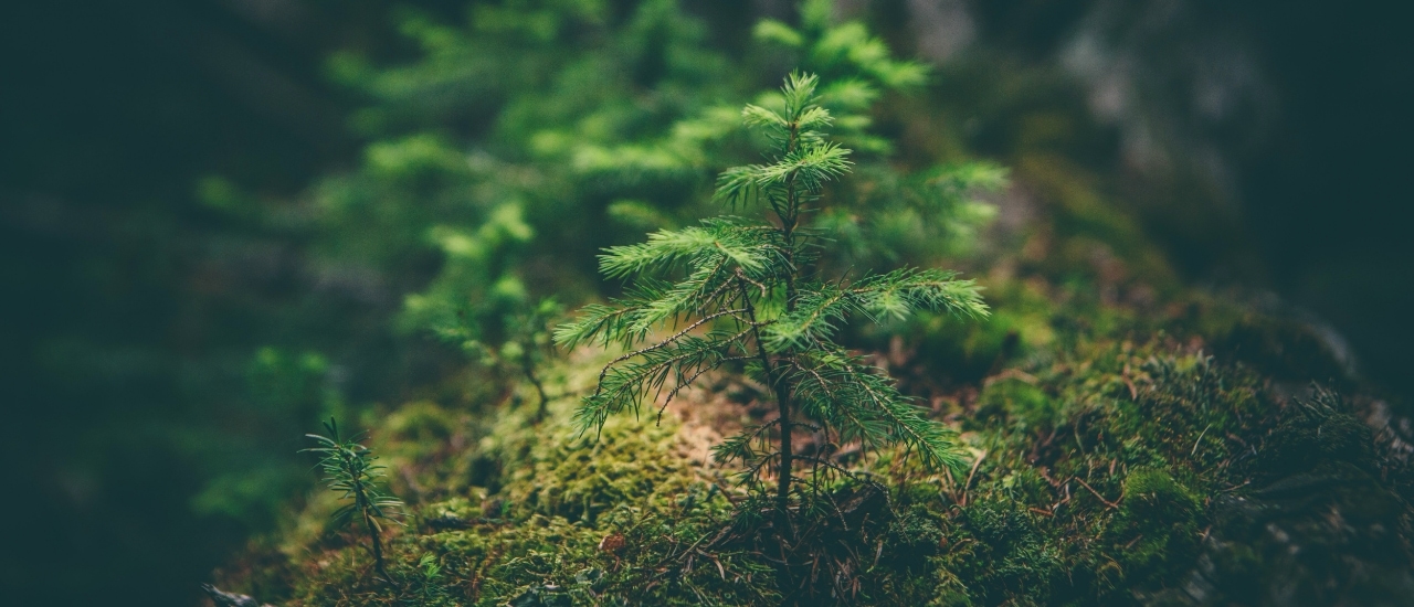 Young pine tree sapling growing from moss-covered forest floor with soft natural lighting and blurred green background
