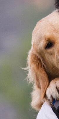Elise Buie Family Law  |  Who Gets The Pets After Divorce?