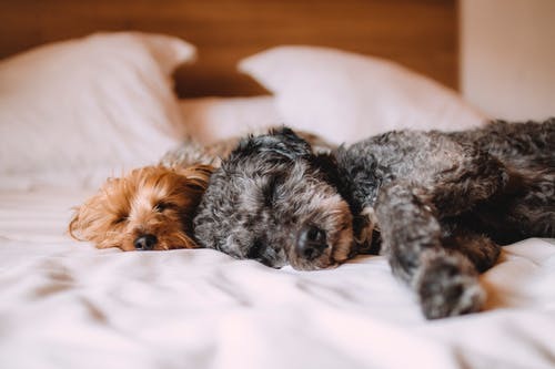 Safety Planning for Pets in a Domestic Violence Situation
