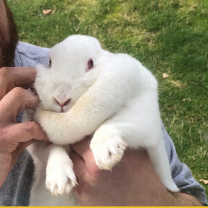 Rabbit