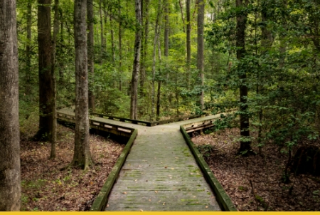 A wooden pathway through a lush green forest with trees and vegetation on either side.